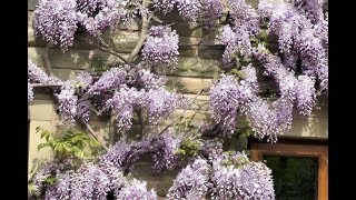 Wonderful Wisteria [upl. by Etnovert945]