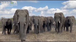 Orphaned albino elephant Khanyisa and her new herd take a walk to the dam [upl. by Kristy919]