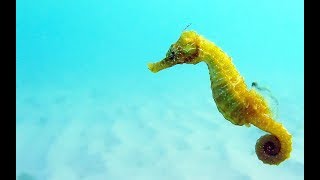 Facts The Seahorse [upl. by Fredericka416]