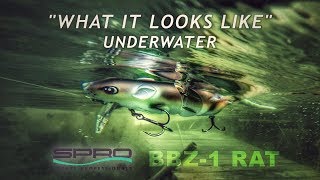 SPRO BBZ1 Rat  What it Looks Like Underwater [upl. by Eeima]