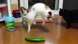 People Are Scaring Cats With Cucumbers [upl. by Neddie]