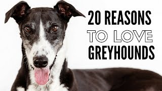 20 Things I Love About My Greyhounds [upl. by Sauncho]