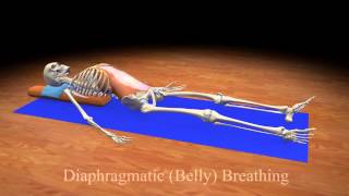 Diaphragmatic Belly Breathing [upl. by Selim]