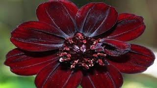 10 Incredibly Rare Flowers You Have Probably Never Seen [upl. by Anazraf]