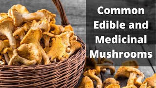 A Brief Guide to Common Edible Mushrooms [upl. by Cima]