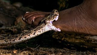 Viper Bite in Slow Mo  BBC Earth [upl. by Anaeda993]