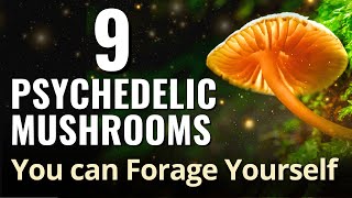 9 Psychedelic Mushrooms You can Forage Yourself [upl. by Easter85]