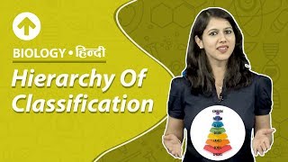 Hierarchy Of Classification  Hindi  Biology [upl. by Haleak]