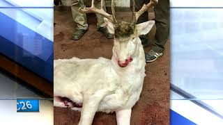 Albino deer accidentally shot in Pepin County [upl. by Annodam]