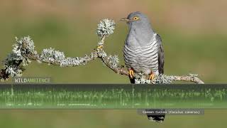 Common Cuckoo Call amp Sound  Typical cuckoo song along with other sounds [upl. by Akehsyt]