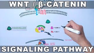 WntβCatenin Signaling Pathway [upl. by Nodyroc956]