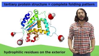 Protein Structure [upl. by Erich]