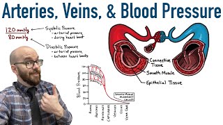 Arteries Veins and Blood Pressure [upl. by Aihsila524]