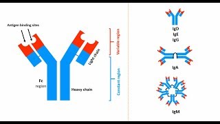 Antibodies Structures types and functions [upl. by Ameyn]