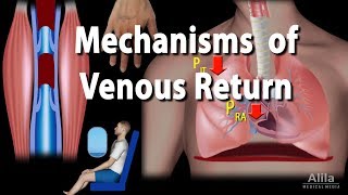 Mechanisms of Venous Return Animation [upl. by Wylma195]