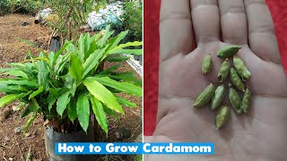 How to grow cardamom plant at home [upl. by Atiuqat269]