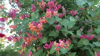 Gold Flame Honeysuckle in the Garden [upl. by Buna]