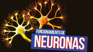 Sinapsis y funcionamiento de las neuronas [upl. by Merline]