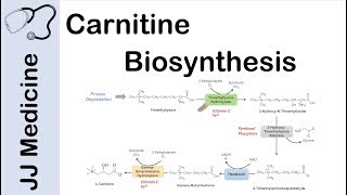 Carnitine Biosynthesis Pathway [upl. by Gibson]