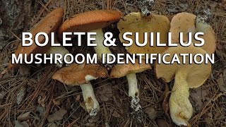 Bolete amp Suillus Mushroom Identification with Adam Haritan [upl. by Oretos]