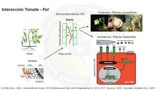 Fusarium oxysporum  PhD Jaime Simbaqueba [upl. by Aihsena512]