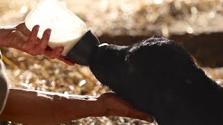 Treatment of Diarrhea amp Dehydration in Dairy amp Beef Calves Part 3 of 3 [upl. by Nanon]