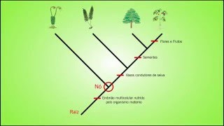 Biologia  Como ler um Cladograma [upl. by Ellennahc]