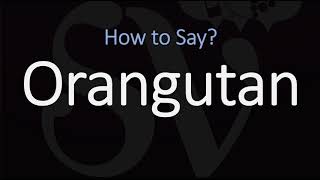 How to Pronounce Orangutan CORRECTLY [upl. by Ainocal]