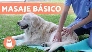 MASAJE relajante para PERROS 🐶 Beneficios y pasos a seguir [upl. by Yerak]