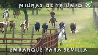 Toros de Miuras de triunfo embarque para la Maestranza de Sevilla 2018  Toros desde Andalucía [upl. by Itra]