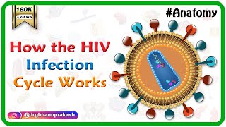 How the HIV Infection Cycle Works  Animated microbiology [upl. by Ancilin]