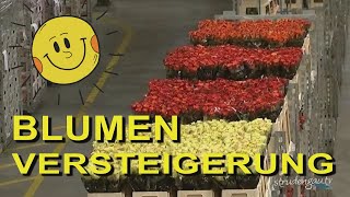 AALSMEER  Blumenversteigerung [upl. by Darnall]