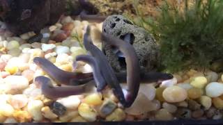 Black Kuhli Loaches Feeding [upl. by Laurella276]