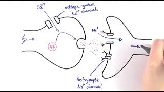 A2 Biology  Cholinergic synapses OCR A Chapter 135 [upl. by Meece]