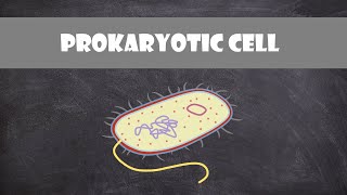 Prokaryotic Bacteria Cell Structure amp Function  Cell Biology [upl. by Aroda]