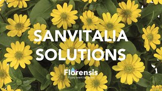 Florensis  Sanvitalia Solutions [upl. by Acinomed774]