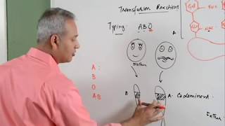 Understanding Blood Types amp Potential Complications [upl. by Aihseuqram]