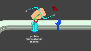 12 5 Protein Translocation [upl. by Ahsiad39]