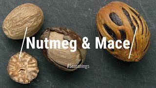 NUTMEG amp MACE What Are They How Are They Related Everything You Need To Know About NUTMEG amp MACE [upl. by Mattias]