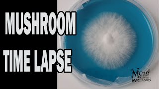 Like Mycelium through the Agar These are the strains of our lives Mushrooms growing time lapse [upl. by Enixam]