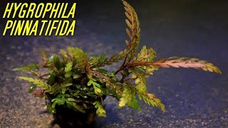 Beginner Aquarium plants that experts use Hygrophila Pinnatifida [upl. by Eehtomit823]