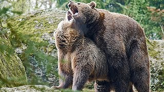 Nationalpark Bayer Wald BraunBären flirten und paaren sich Mating [upl. by Cordi]