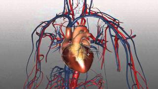 The Heart and Major Vessels  PART 1  Anatomy Tutorial [upl. by Erbua788]