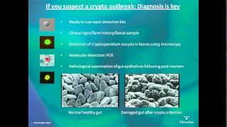 Cryptosporidiosis in calves  AHDB Dairy [upl. by Peskoff]