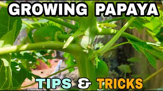 Growing Papaya at Home  Topping Pruning and Fertilizing Tips  English Caption [upl. by Mason]