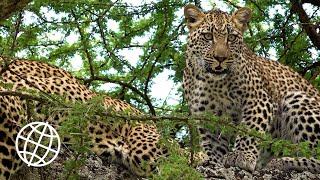 Serengeti National Park Tanzania Amazing Places 4K [upl. by Arraeit]