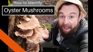 How to Identify Oyster Mushrooms A Beginners Guide [upl. by Elleret]