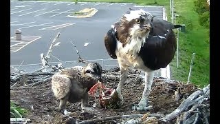 Big fish supper for Hellgate Ospreys 2121  27 June 2018 [upl. by Dorotea927]