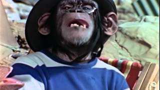 Lancelot Link Secret Chimp Teaser Video OFFICIAL [upl. by Tadio]