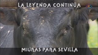 La Leyenda Continúa Miuras Para Sevilla [upl. by Ciapha]